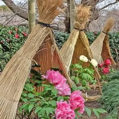鶴岡八幡宮（神苑 ぼたん庭園）