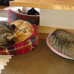 保護猫カフェまたたび庵