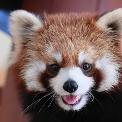静岡市立日本平動物園