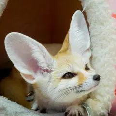 動物カフェ 原宿かわいい動物園