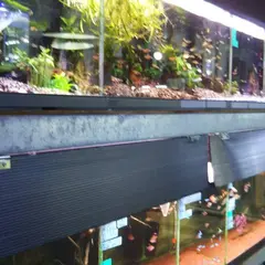 アクアリュウム ジムノ