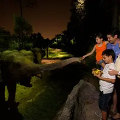 ナイトサファリ