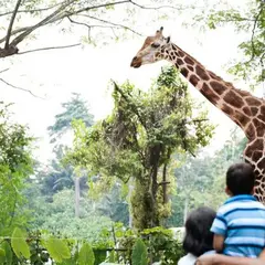 シンガポール動物園