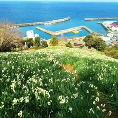 日本水仙花開道