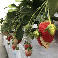 町田いちご狩り やさいの家