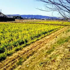 菜な畑ロード