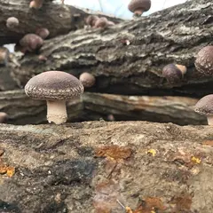 しいたけブラザーズ