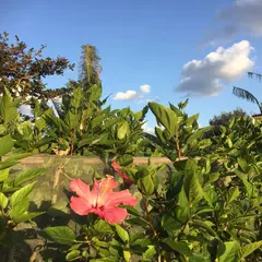 安富祖