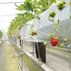 観光豊平どんぐり農園