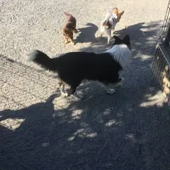世界の名犬牧場