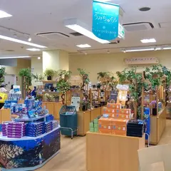うみちゅらら