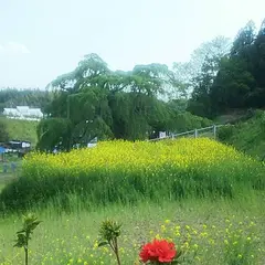 三春滝桜