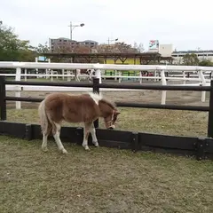 なぎさポニーランド