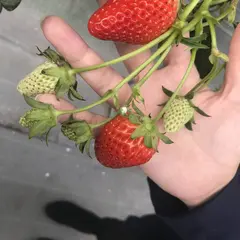 石和いちご館青柳