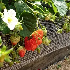 観光農園ひだか