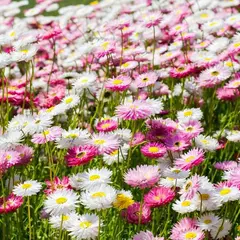 The Australian Botanic Garden