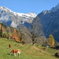 グリンデルワイト（Grindelwald）