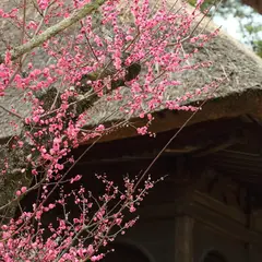 円窓梅林（片岡梅林）
