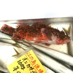 片瀬漁港鮮魚直売所
