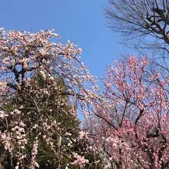 羽根木公園