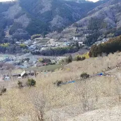 松田町寄ロウバイ園