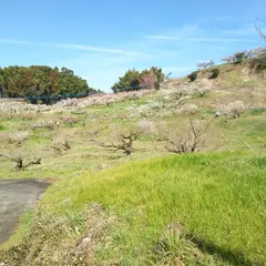 谷川梅林