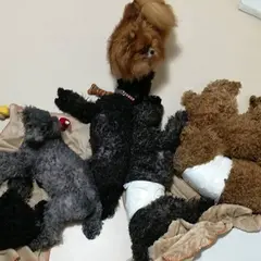 いぬのじかん