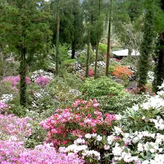 しゃくなげの森