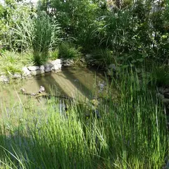 豊島の森