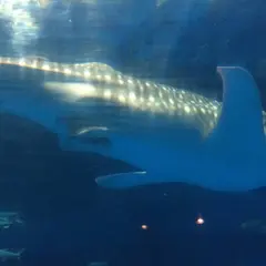 いおワールド かごしま水族館