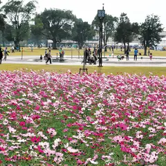 宮崎県農業科学公園ルピナスパーク