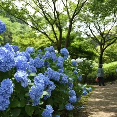 あじさい公園