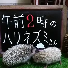 午前２時のハリネズミさん