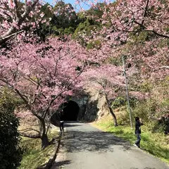 河津の桜並木