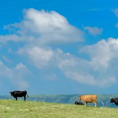 大観峰