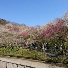 木下沢梅林