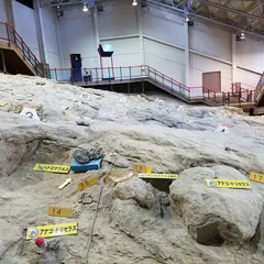 いわき市アンモナイトセンター