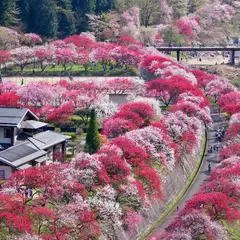 花桃の里