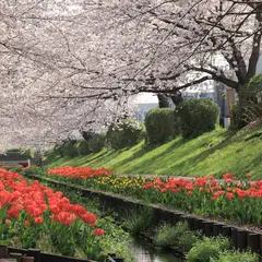 江川せせらぎ緑道