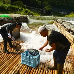 みやちか 天然鮎料理とやな場
