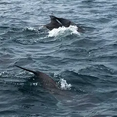 かづさイルカウオッチング