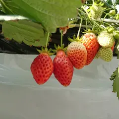苺や本舗