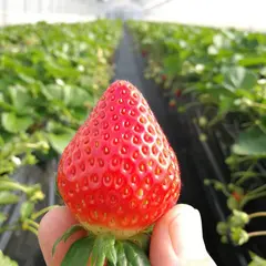 みぶストロベリーファーム