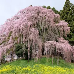 市指定天然記念物 合戦場のしだれ桜