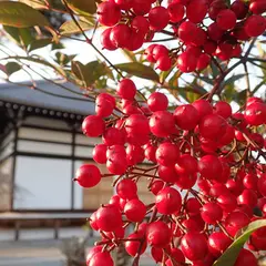 妙蓮寺 鐘楼
