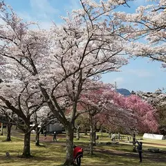 さくらの里
