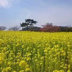 渥美半島 菜の花祭り会場