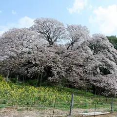 吉高の大桜