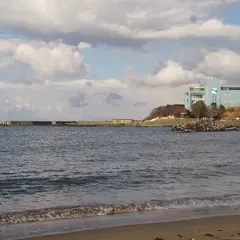 蕪島ウミネコ繁殖地