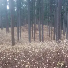 石名原のミツマタ群生地